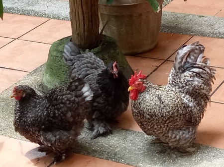 3 bantam chickens